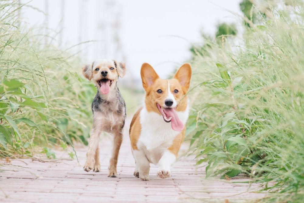 Two happy dogs running