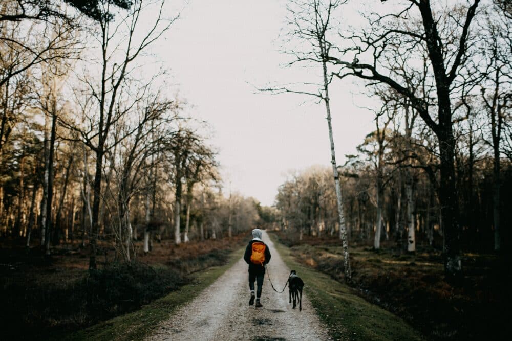 Rover dog walker