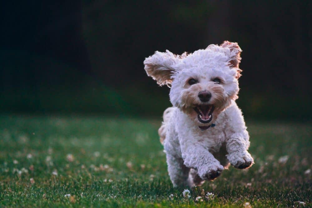 Rover Dog Walker