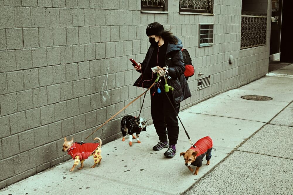 Rover Dog Walker